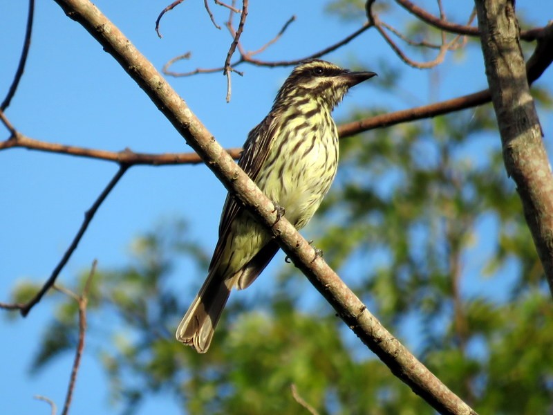 Streaked Flycatcher - ML317414451