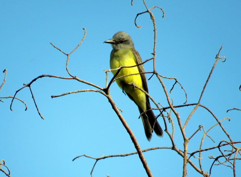 Tropical Kingbird - ML317414481