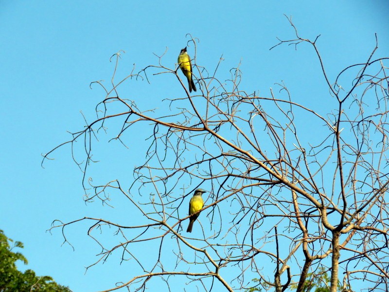 Tropical Kingbird - ML317414491