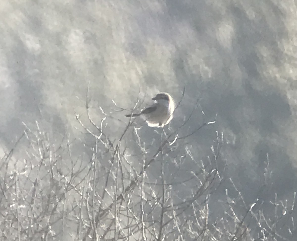 Northern Shrike - ML317415811