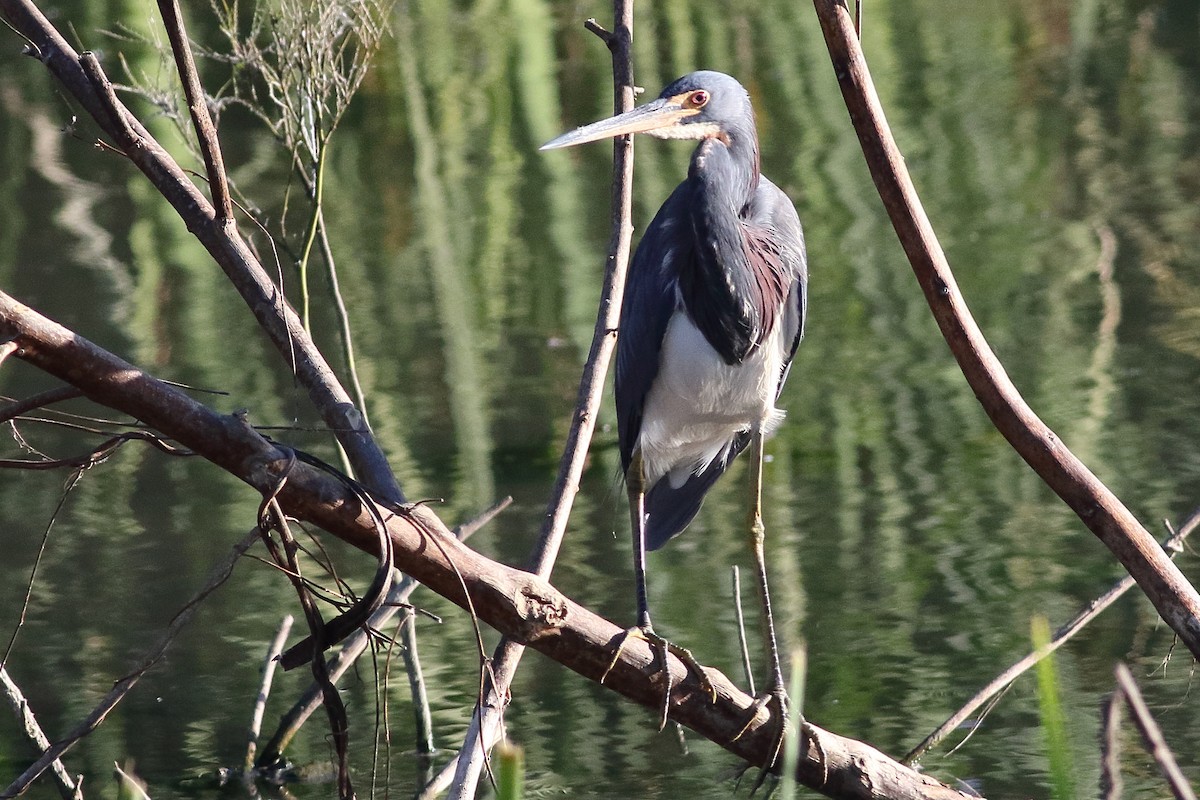 Tricolored Heron - ML317416071