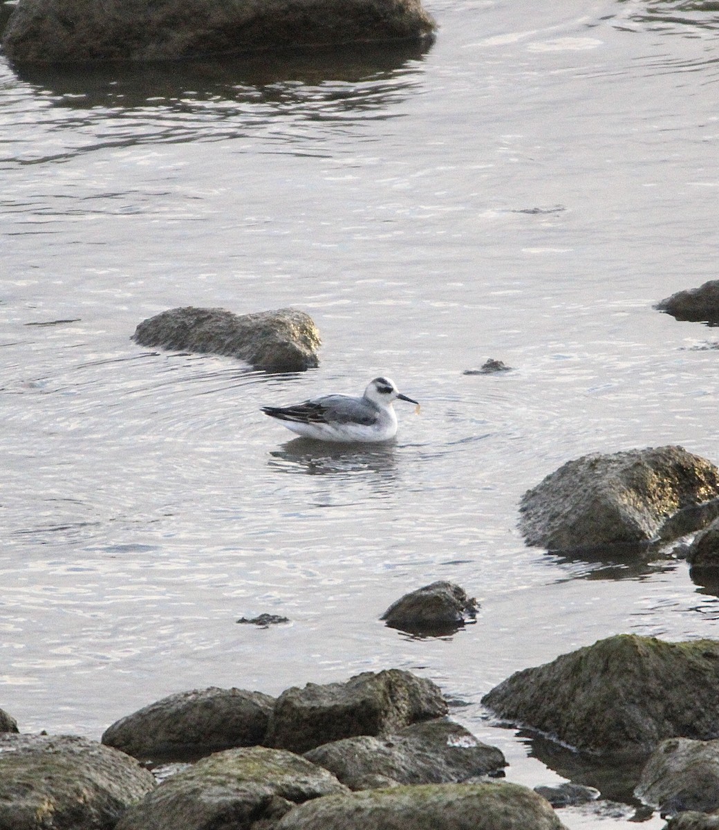 polarsvømmesnipe - ML317416991