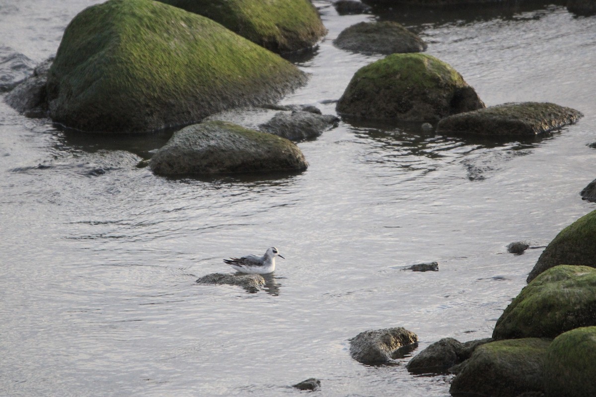 polarsvømmesnipe - ML317417021