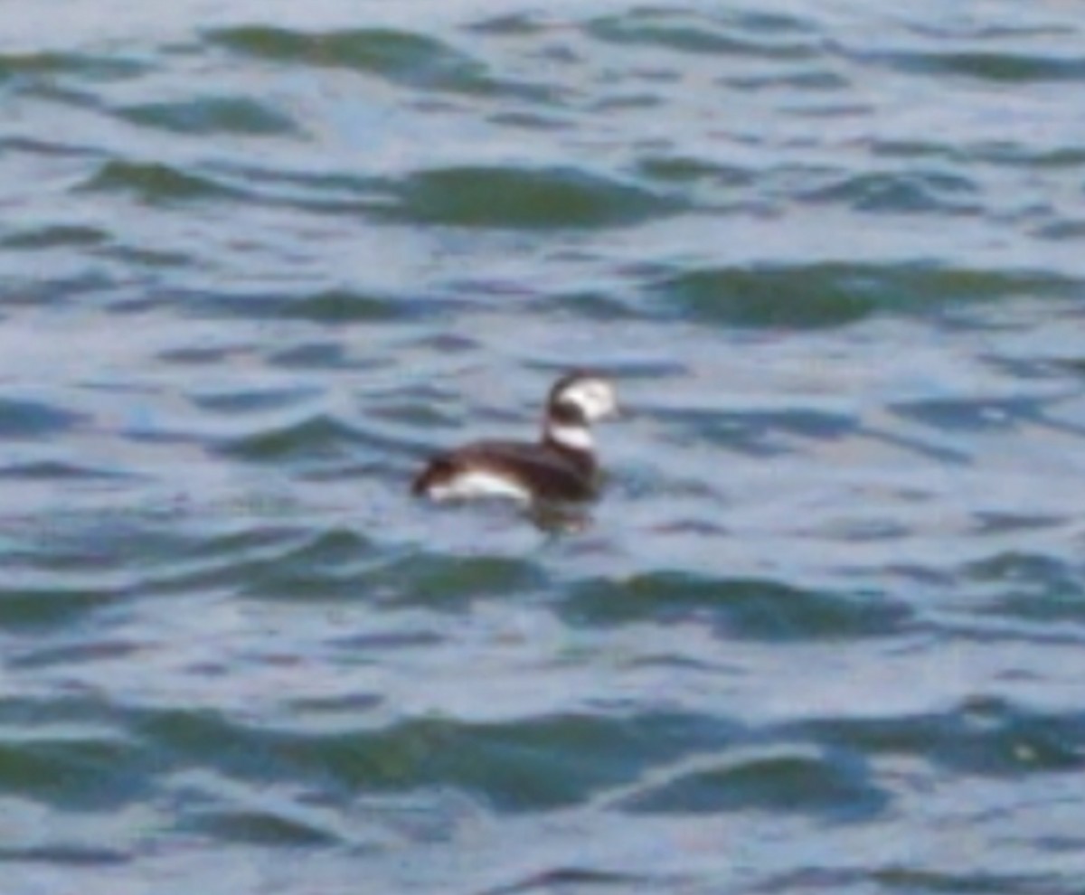Long-tailed Duck - ML317417571