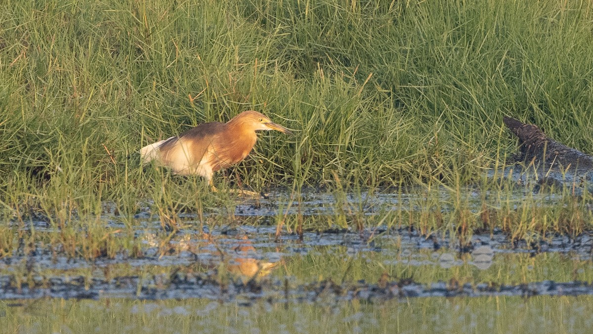 Javan Pond-Heron - ML317417931