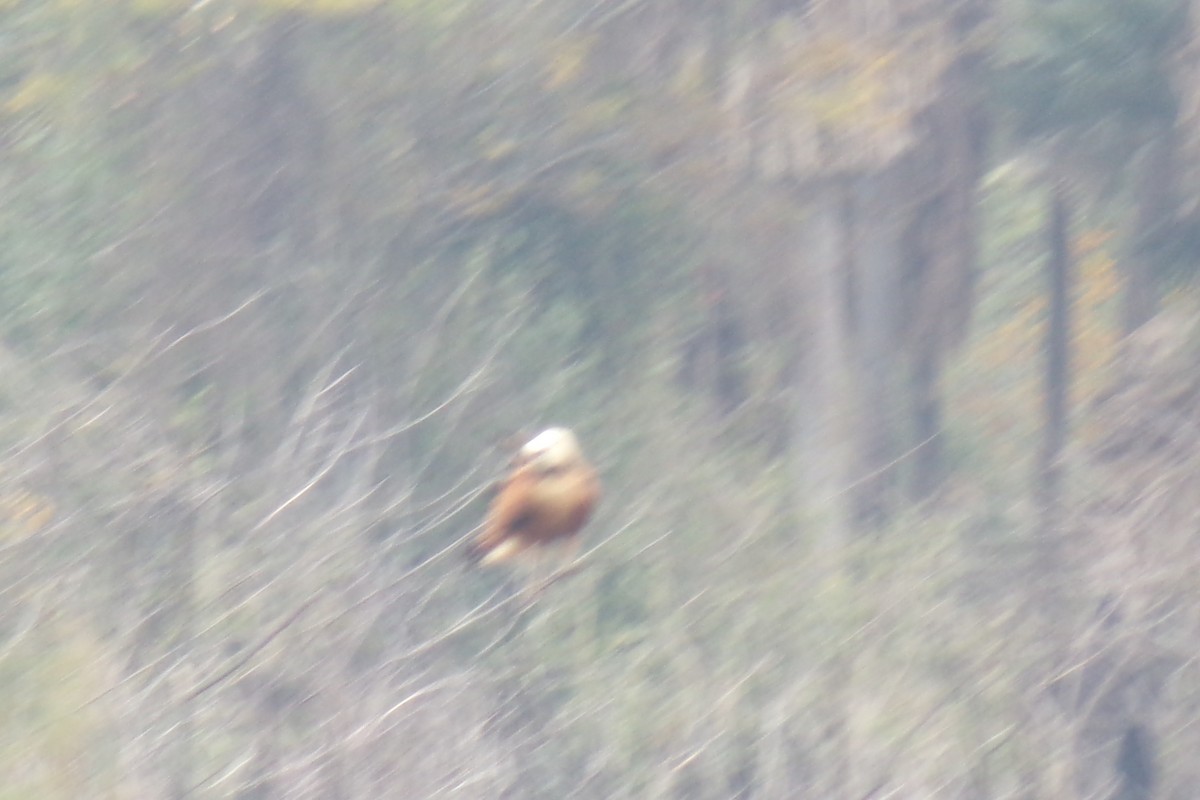 Black-collared Hawk - ML31741811