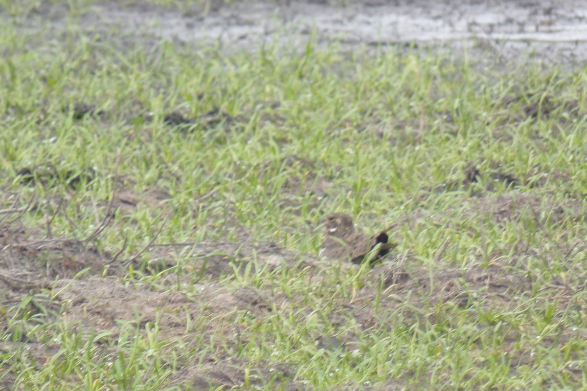 Nacunda Nighthawk - ML31741821