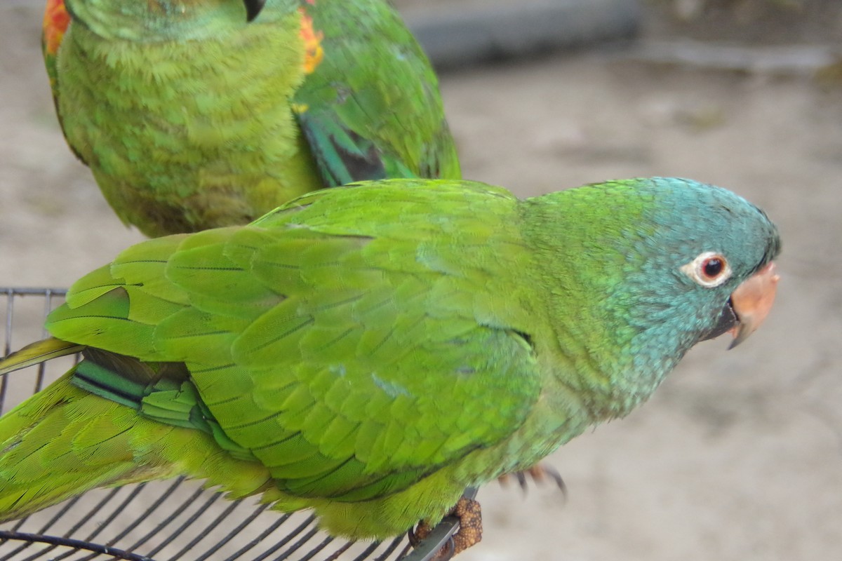 Blue-crowned Parakeet - ML31741841