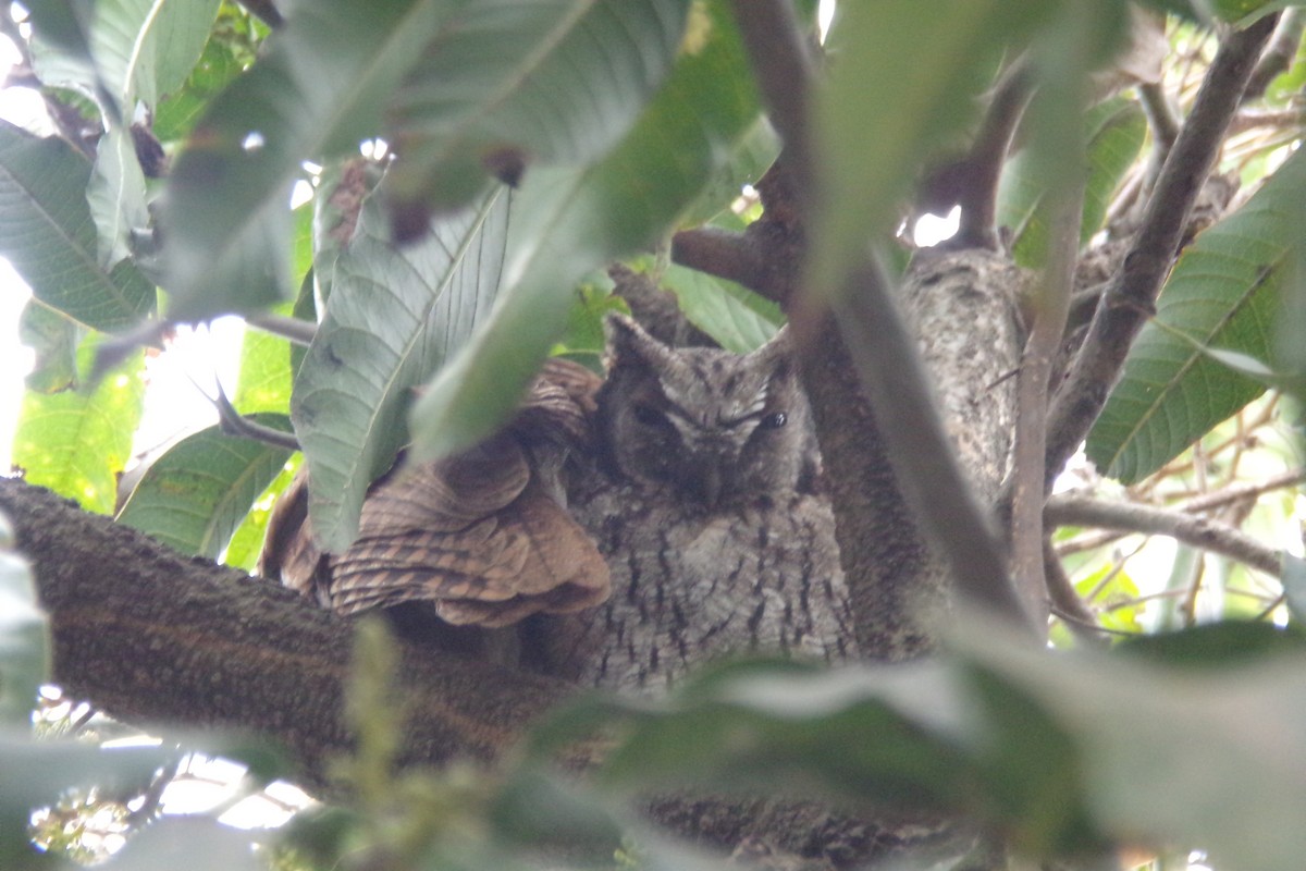 Tropical Screech-Owl - ML31741851