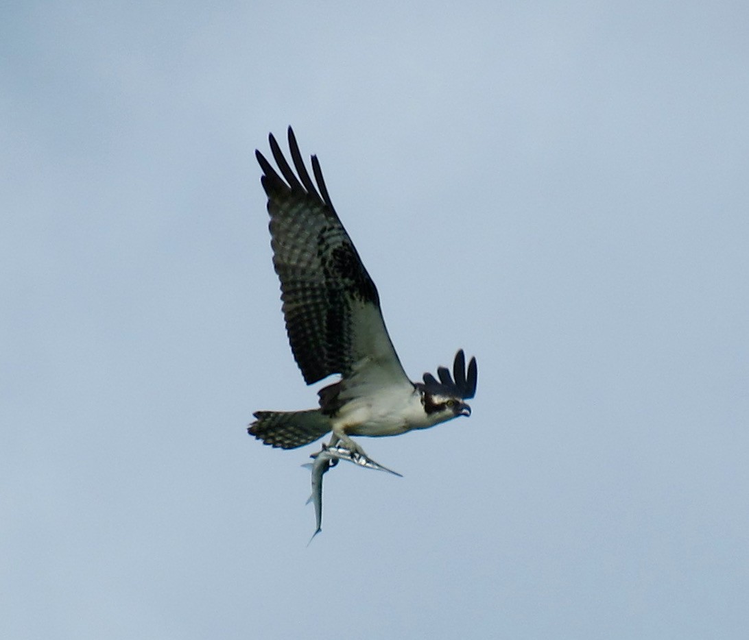 Balbuzard pêcheur - ML317419531