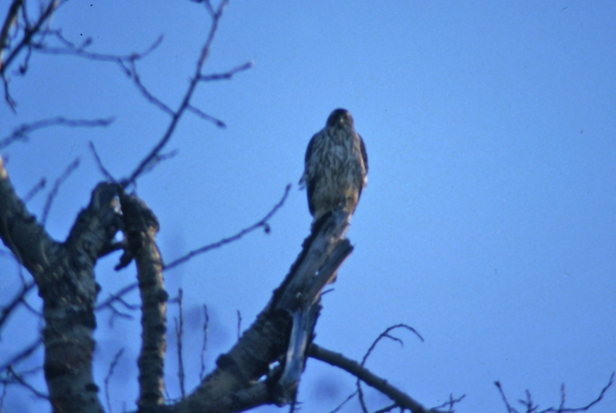 American Goshawk - André Desrochers