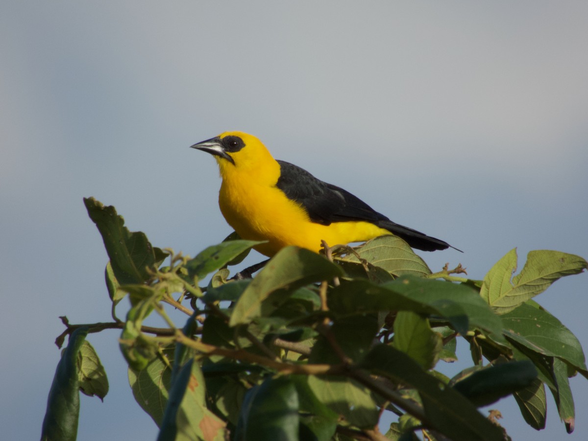 Oriole Blackbird - Mateo Bohringer