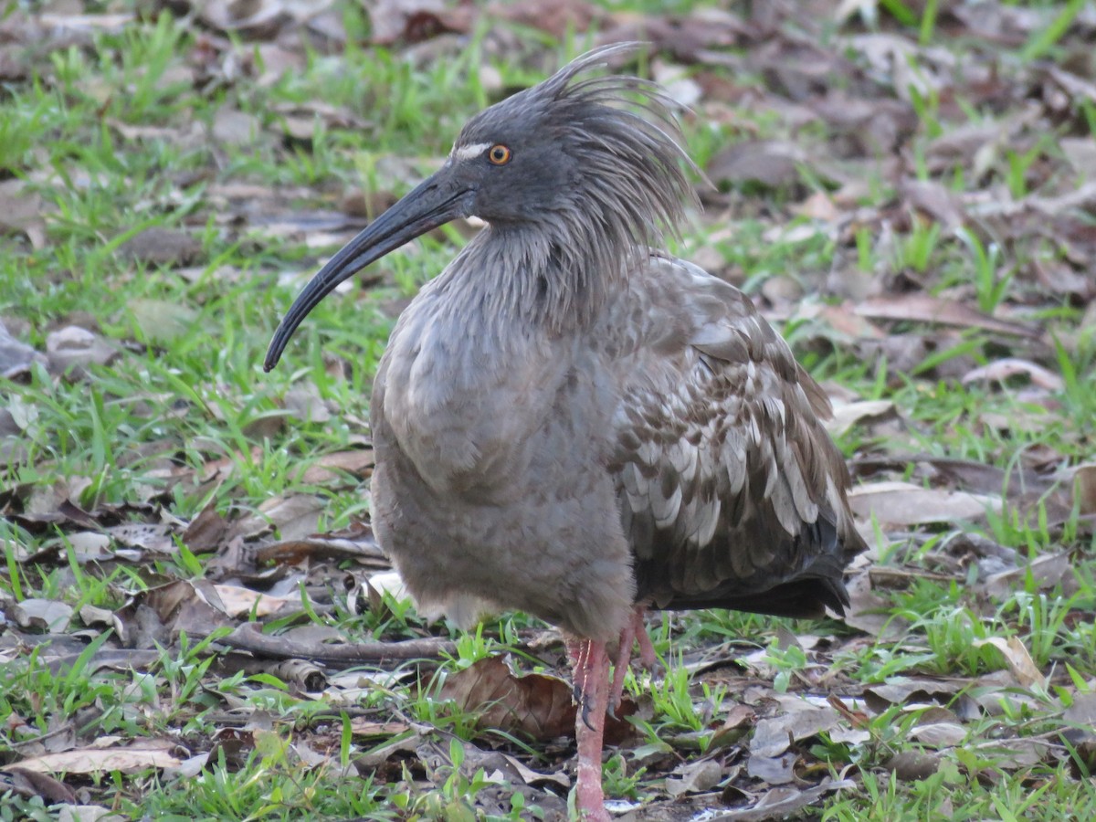 Plumbeous Ibis - ML317423441