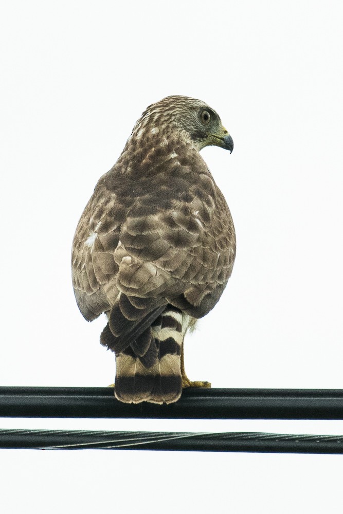 Broad-winged Hawk - ML317423651