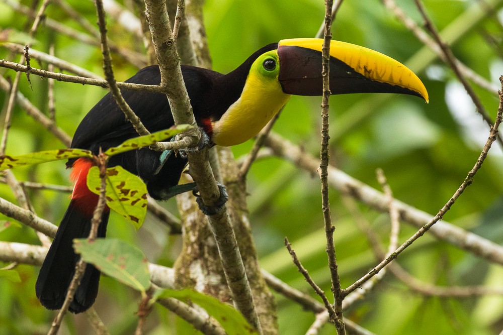 Yellow-throated Toucan - ML317423711