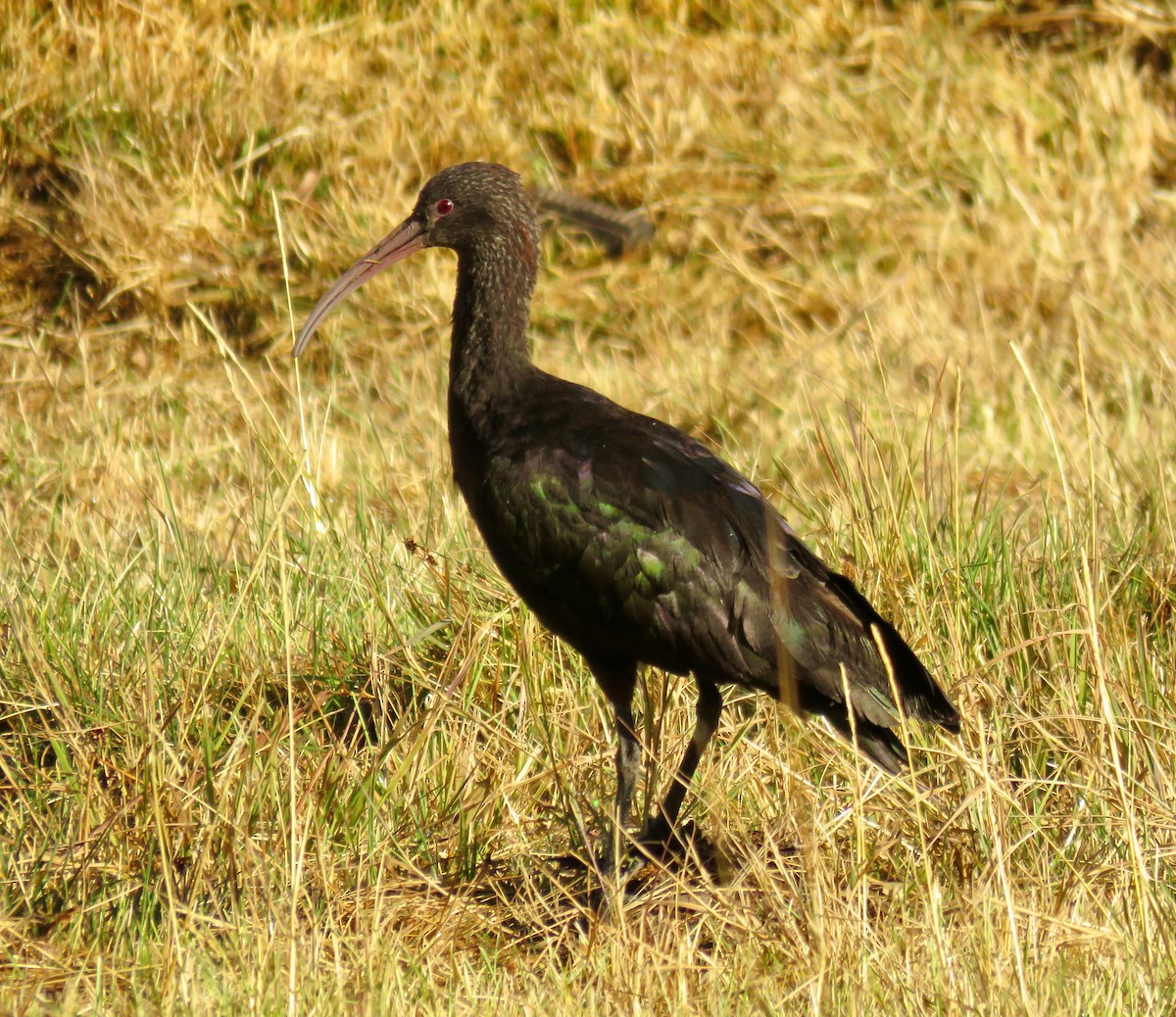 ibis andský - ML317424261
