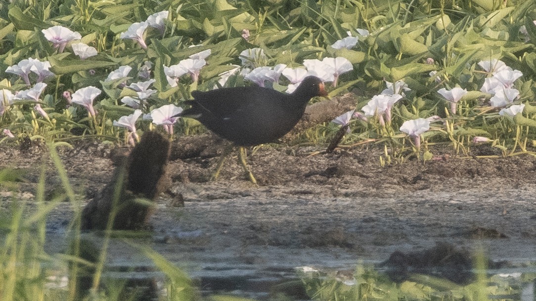 Gallinule poule-d'eau - ML317424601