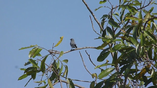 Masked Gnatcatcher - ML317426221