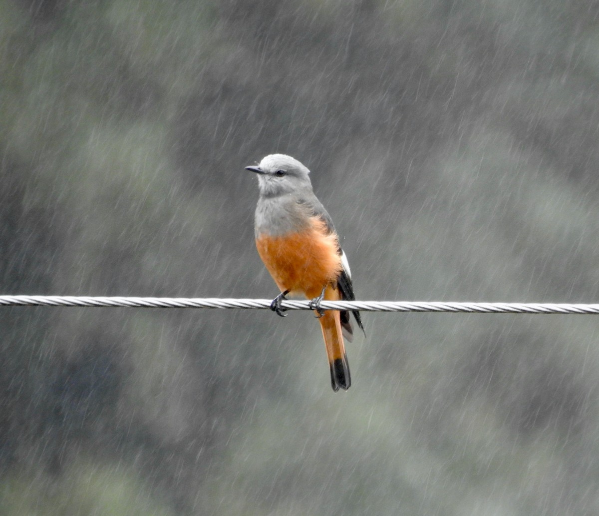 Red-rumped Bush-Tyrant - ML317427441