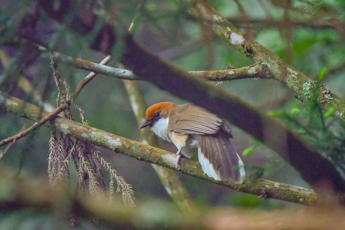 Rufous-crowned Laughingthrush - ML317433961