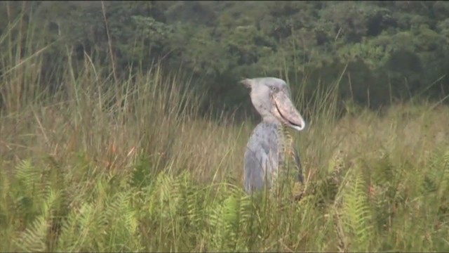 Shoebill - ML317435291