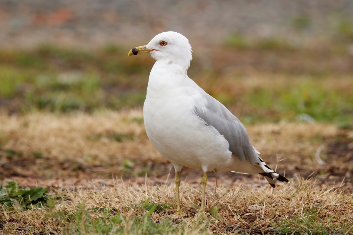 Ring-billed Gull - ML317435551