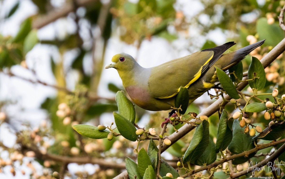 Orange-breasted Green-Pigeon - ML317437391