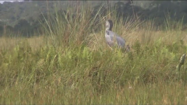 Shoebill - ML317438391