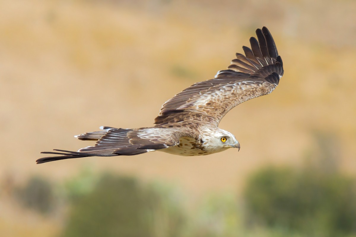 Short-toed Snake-Eagle - Yeray Seminario