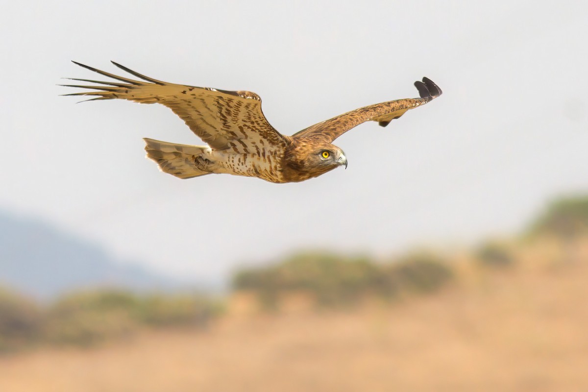 Short-toed Snake-Eagle - ML317438781