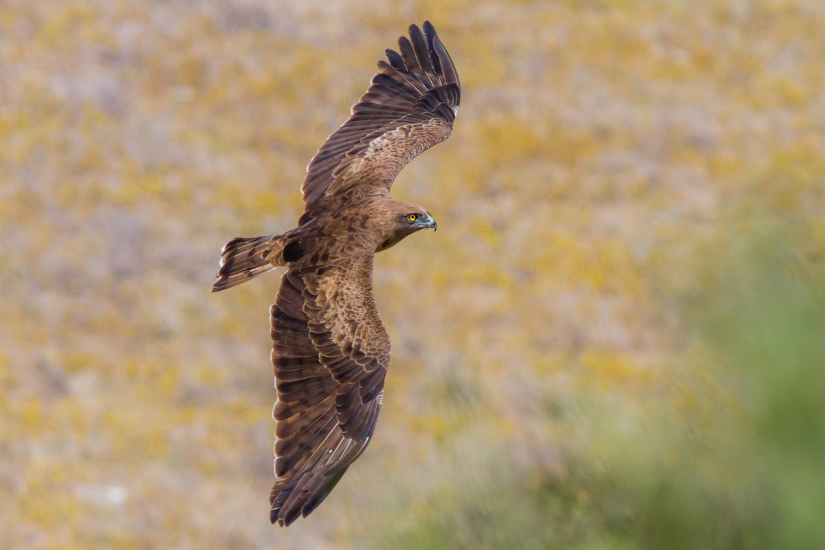 Short-toed Snake-Eagle - ML317438791