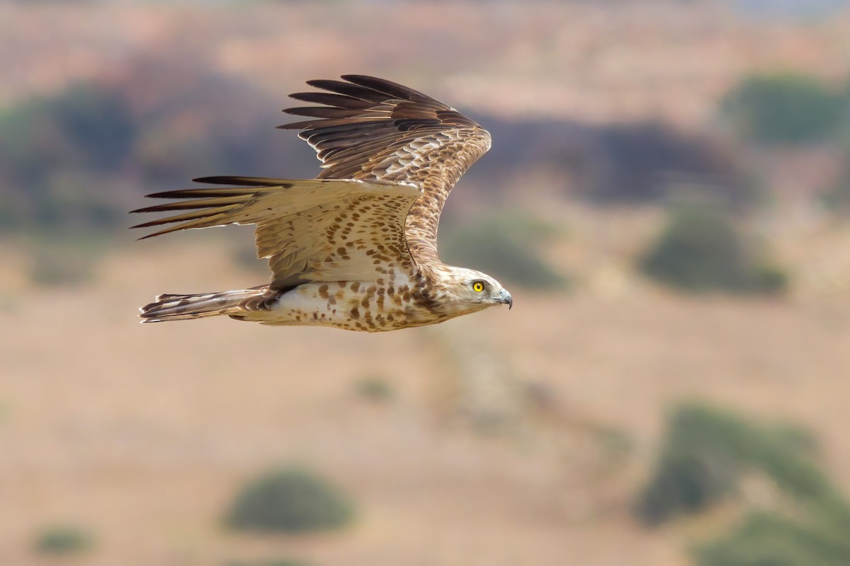 Short-toed Snake-Eagle - ML317438811