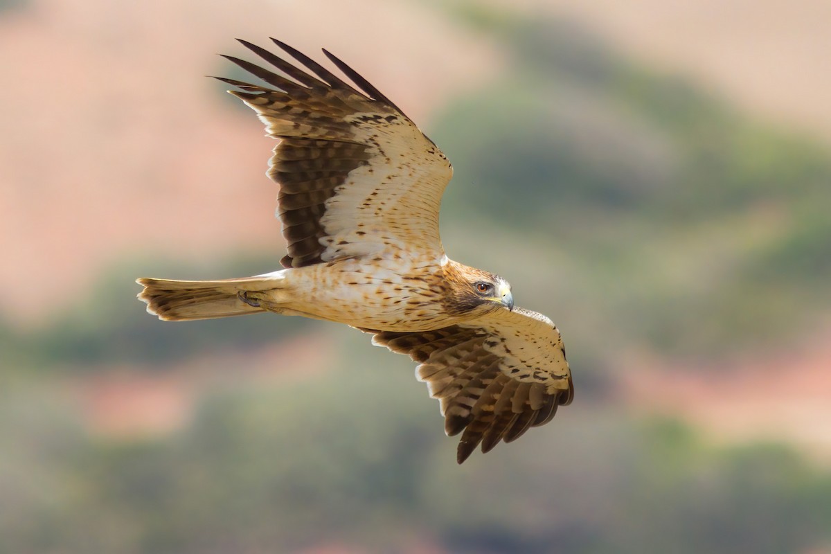 Booted Eagle - ML317438821