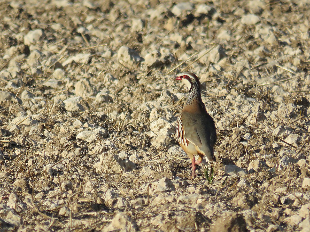 Red-legged Partridge - ML317439461