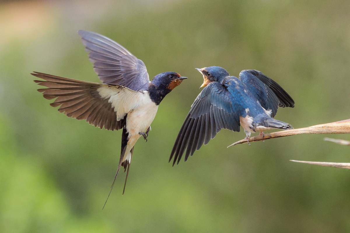 Barn Swallow - Yeray Seminario