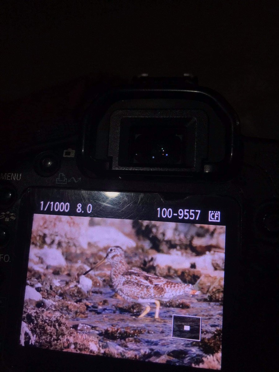 Solitary Snipe - ML317440981