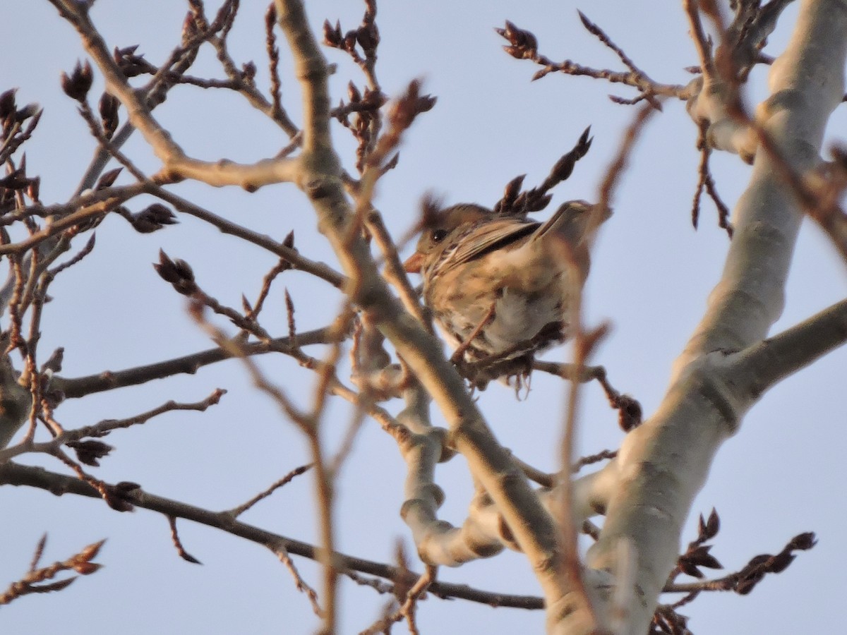 Harris's Sparrow - ML317442091