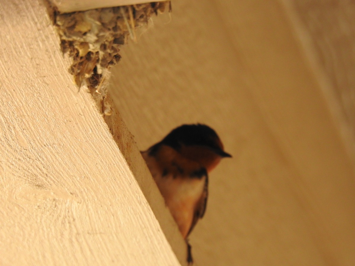 Barn Swallow - ML317442981