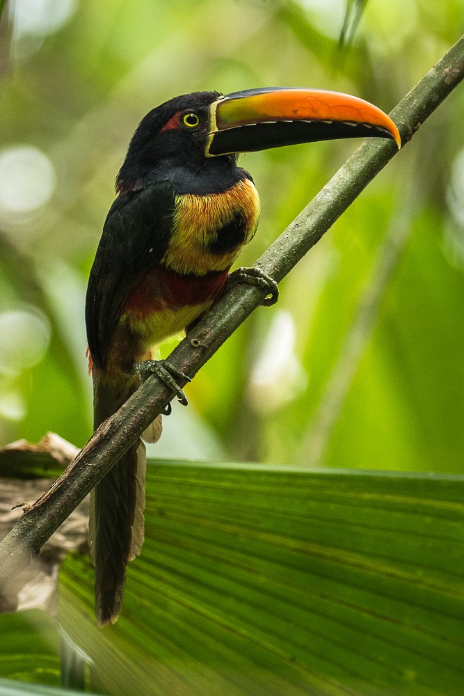 Fiery-billed Aracari - ML317445251