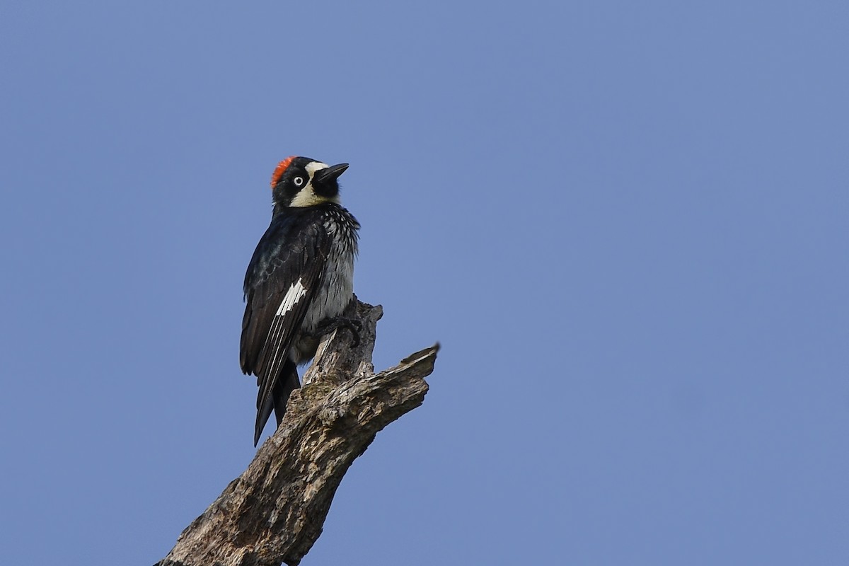 Acorn Woodpecker - ML317445911