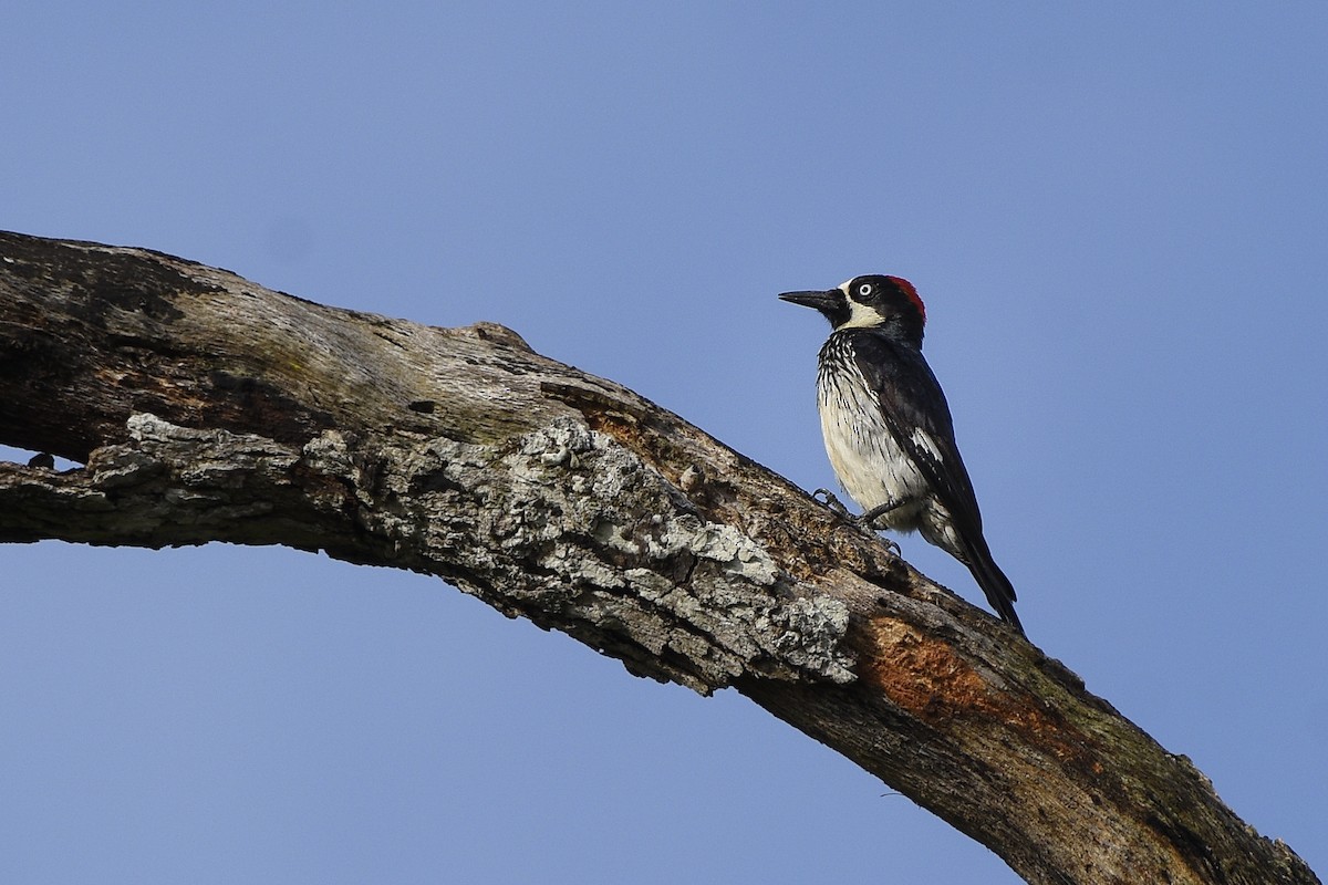 Acorn Woodpecker - ML317445921