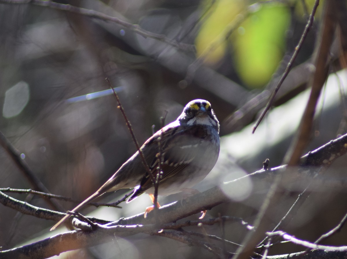 White-throated Sparrow - Peter Kleinhenz