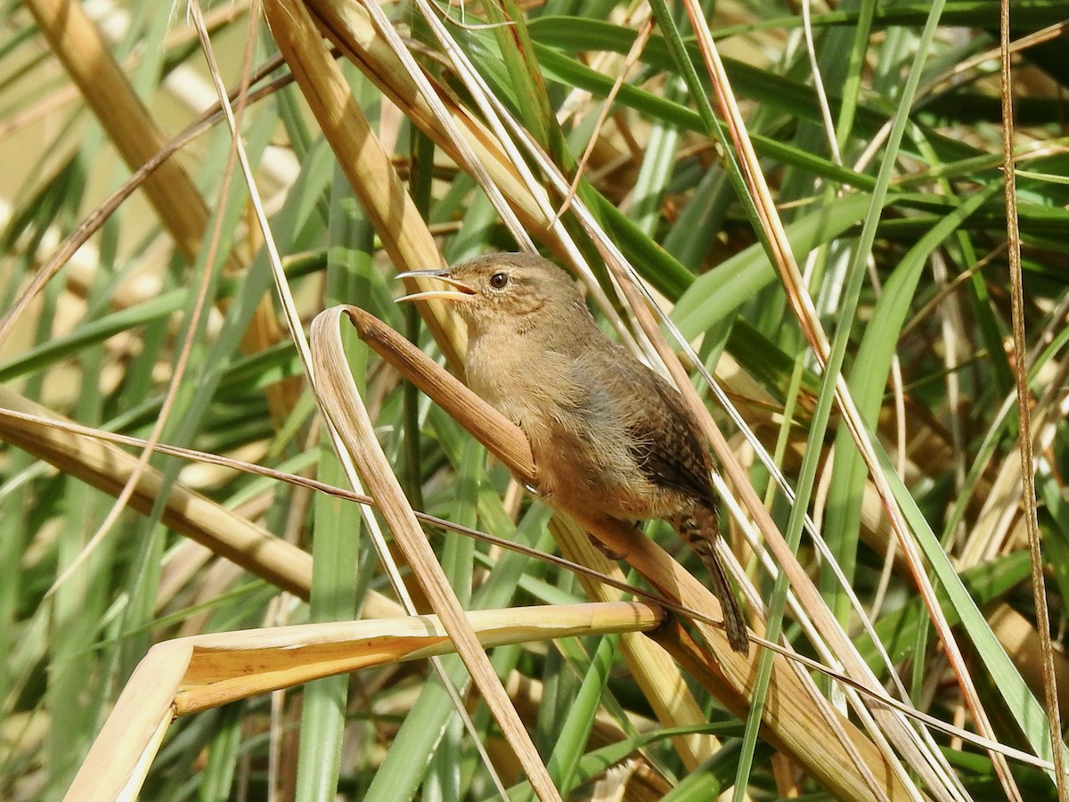 Grass Wren - Mateo Bohringer