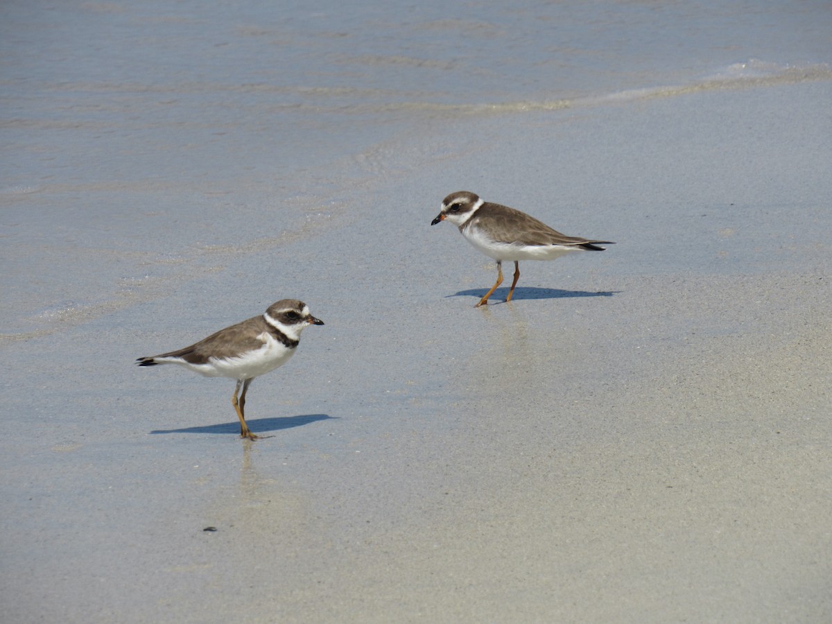 Semipalmated Plover - Mateo Bohringer
