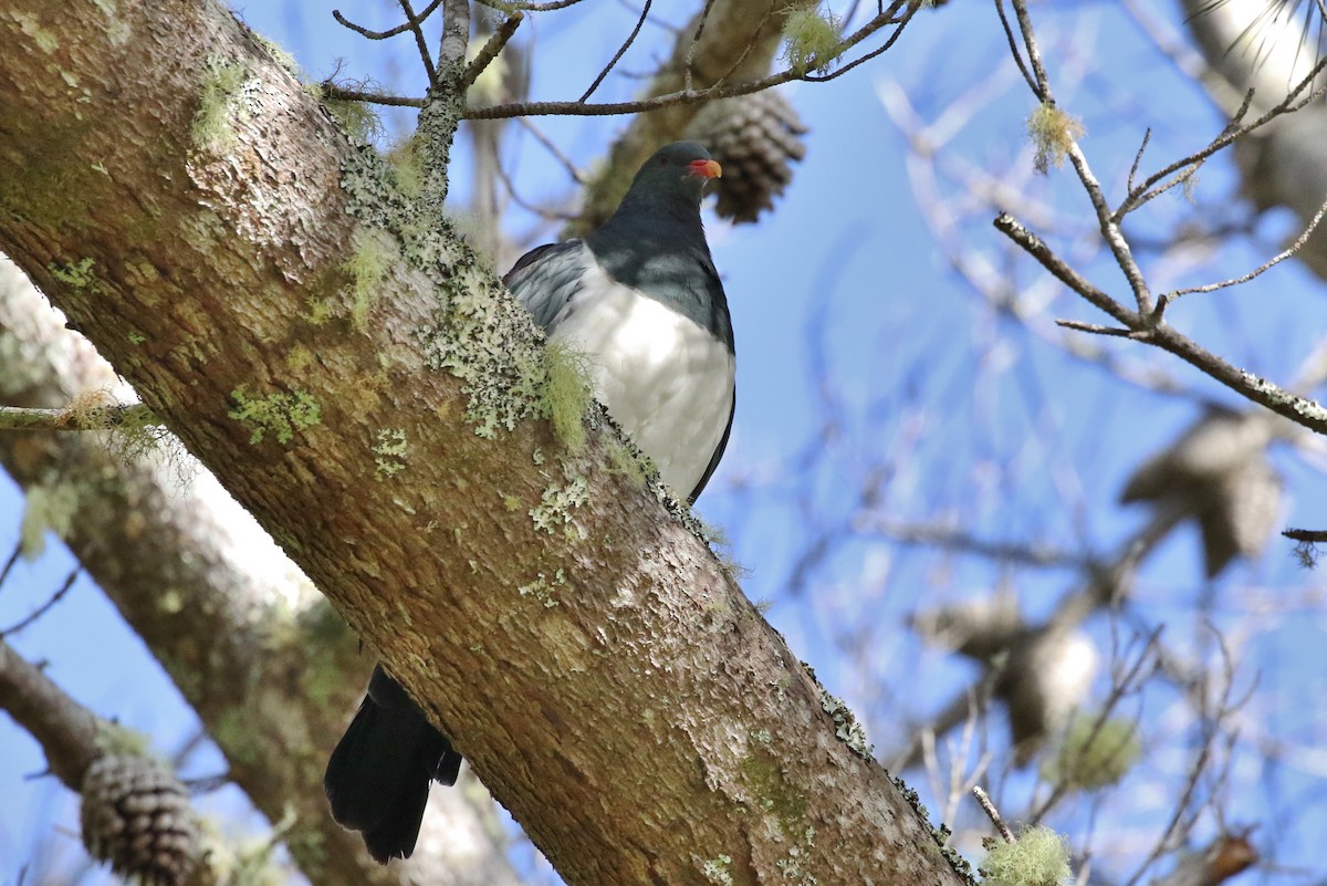 Chatham Island Pigeon - John Martin