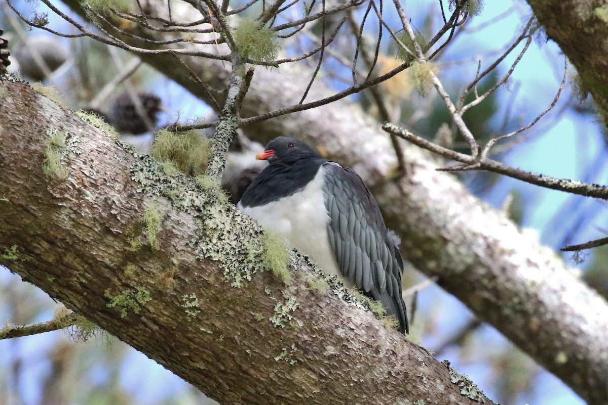 Chatham Island Pigeon - ML317449801