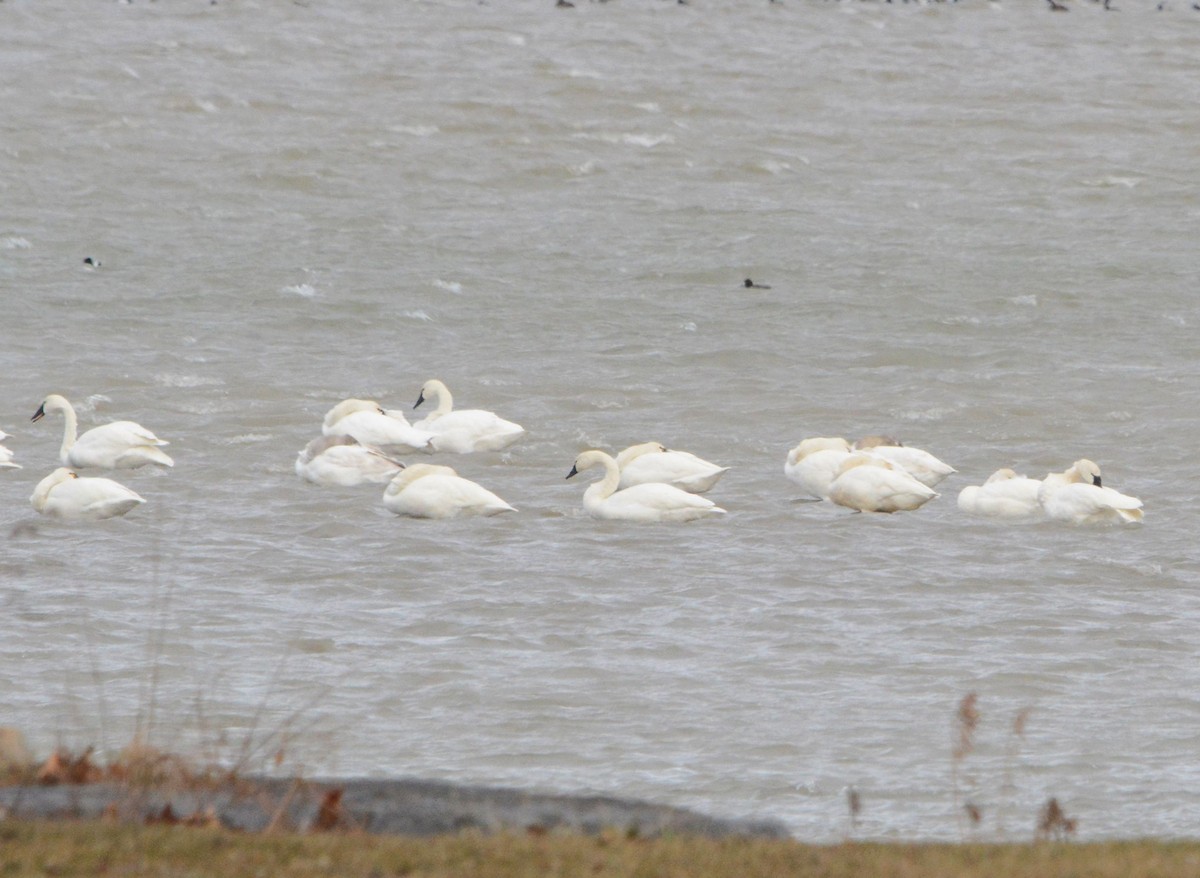 Tundra Swan - ML317450921