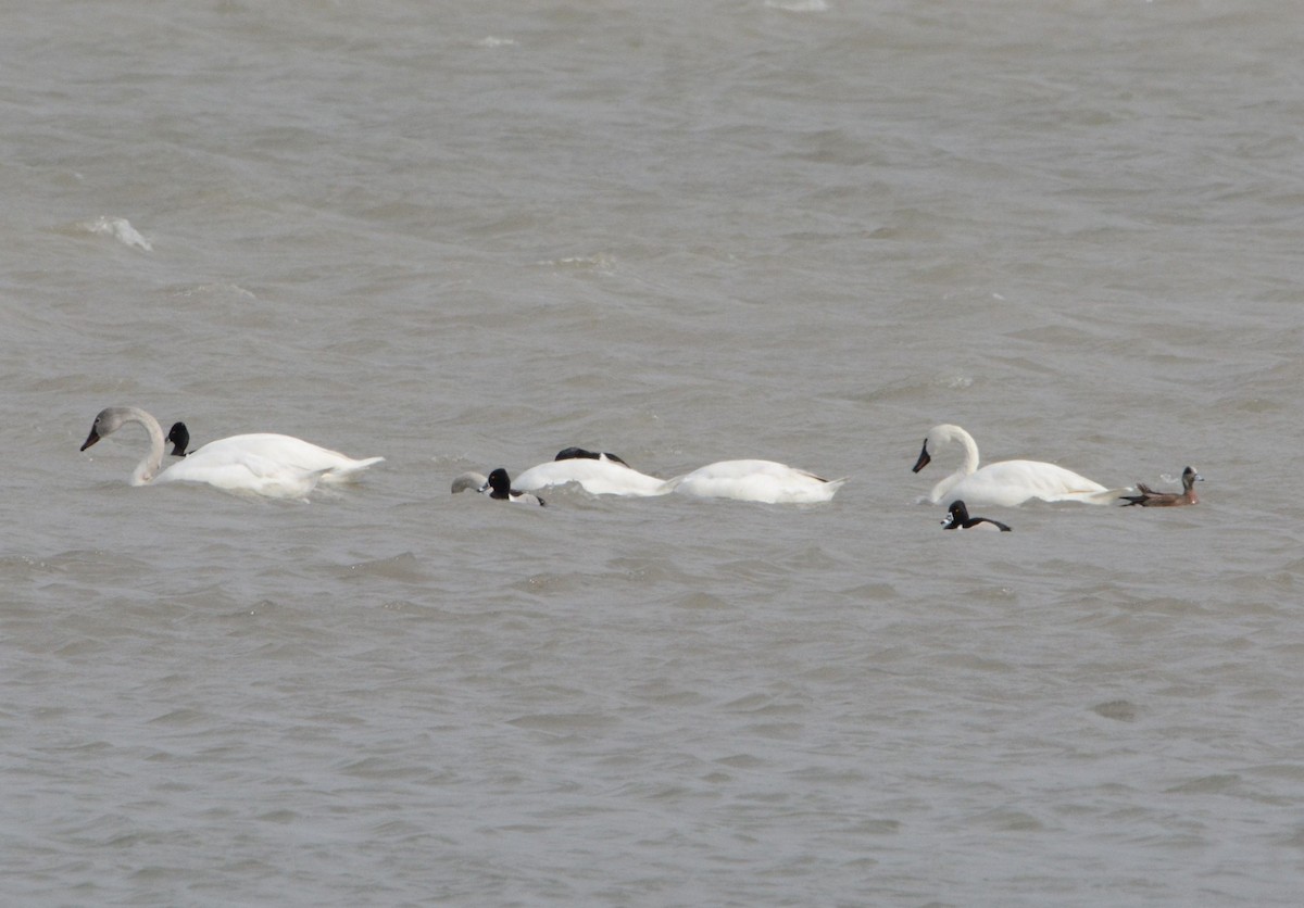 Tundra Swan - ML317450931