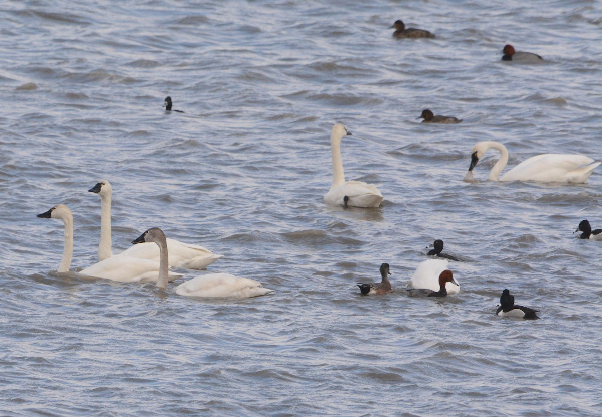 Tundra Swan - ML317450951