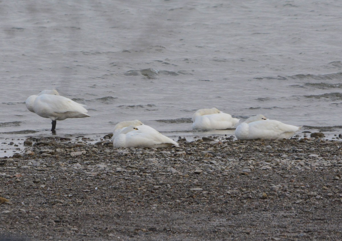 Tundra Swan - ML317450981